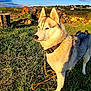 dog, husky, outdoor, grass, field, sky, clouds, sunlight, nature, collar, leash, animal, pet, mammal, daytime, ears, fur, canine, landscape, rural