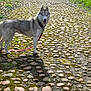 dog, husky, animal, pet, leash, path, cobblestone, moss, outdoor, nature, trees, grass, sunlight, walking, forest, happy, canine, tongue_out, collar, scenic