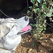 Sola participe au concours pour gagner de l'argent avec cette photo : dog, husky, leash, outdoor, sunlight, ivy, rock, cave, dirt, nature, plant, greenery, animal, pet, happy, tongue_out, smiling, fur, collar, closeup