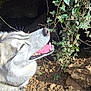 dog, husky, leash, outdoor, sunlight, ivy, rock, cave, dirt, nature, plant, greenery, animal, pet, happy, tongue_out, smiling, fur, collar, closeup