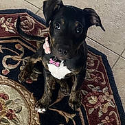 Avie Anastasia joined the competition — help win amazing prizes! dog, puppy, pet, indoor, floor, tile, rug, collar, tag, black, white, brown, ears, sitting, cute, animal, looking_up, curious, young, domestic