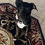dog, puppy, pet, indoor, floor, tile, rug, collar, tag, black, white, brown, ears, sitting, cute, animal, looking_up, curious, young, domestic