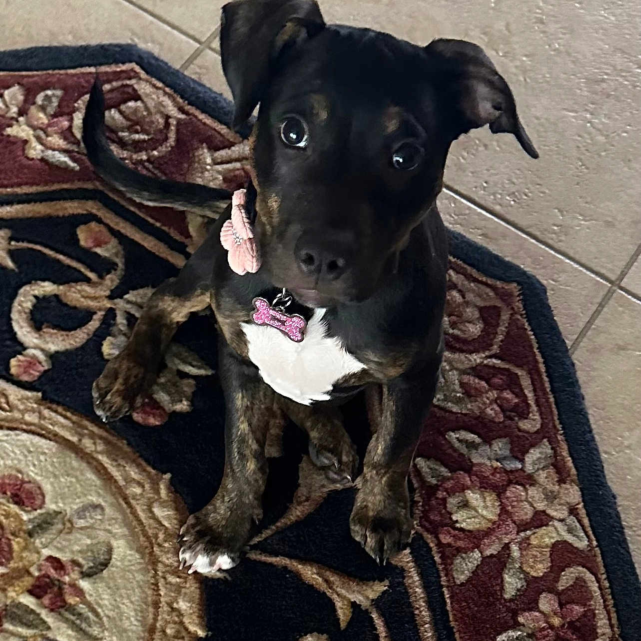 Avie Anastasia joined the competition — help win amazing prizes! animal, black, brown, collar, curious, cute, dog, domestic, ears, floor, indoor, looking_up, pet, puppy, rug, sitting, tag, tile, white, young