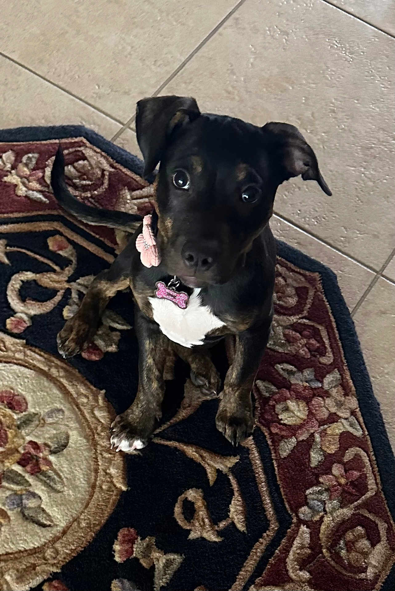Avie Anastasia joined the competition — help win amazing prizes! dog, puppy, pet, indoor, floor, tile, rug, collar, tag, black, white, brown, ears, sitting, cute, animal, looking_up, curious, young, domestic