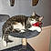Luna Tuna Cat Muff