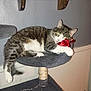 cat, tabby_cat, cat_tree, red_bow, pet, indoor, feline, relaxed, gray, white, striped, claw_post, shelf, wall, floor, pet_food, home, domestic_animal, playful, resting