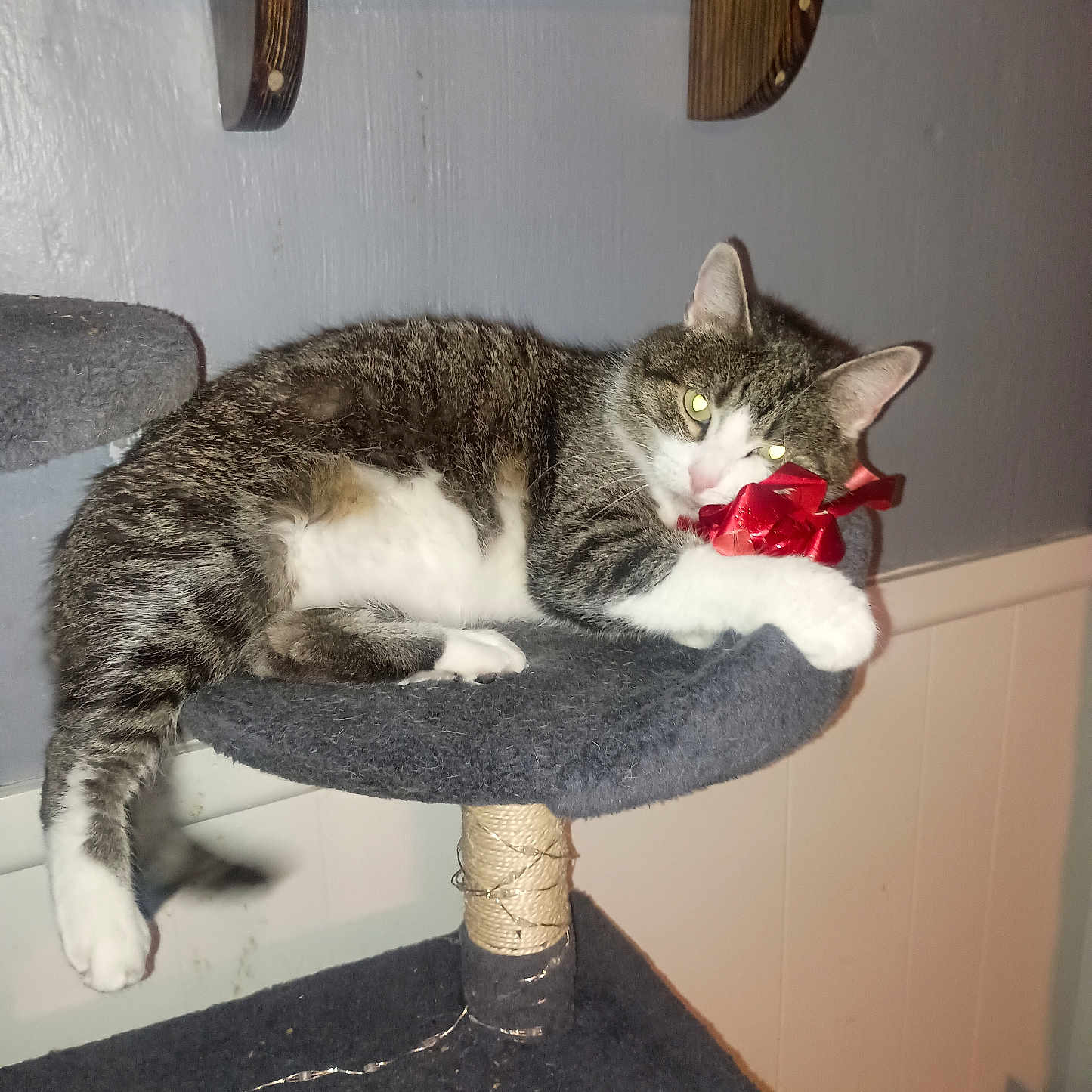 Luna Tuna Cat Muff joined the competition — help win amazing prizes! cat, cat_tree, claw_post, domestic_animal, feline, floor, gray, home, indoor, pet, pet_food, playful, red_bow, relaxed, resting, shelf, striped, tabby_cat, wall, white