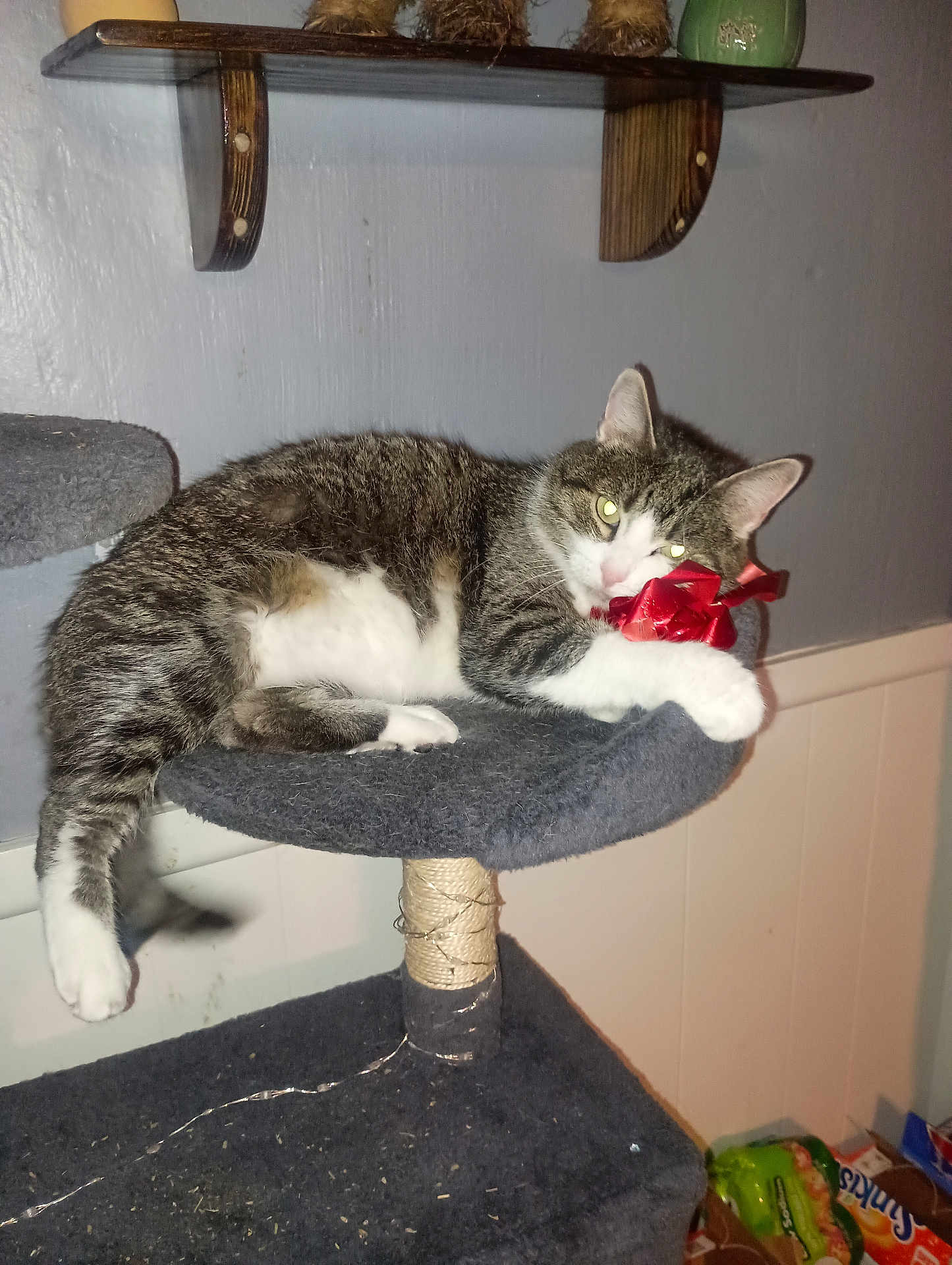 Luna Tuna Cat Muff joined the competition — help win amazing prizes! cat, tabby_cat, cat_tree, red_bow, pet, indoor, feline, relaxed, gray, white, striped, claw_post, shelf, wall, floor, pet_food, home, domestic_animal, playful, resting