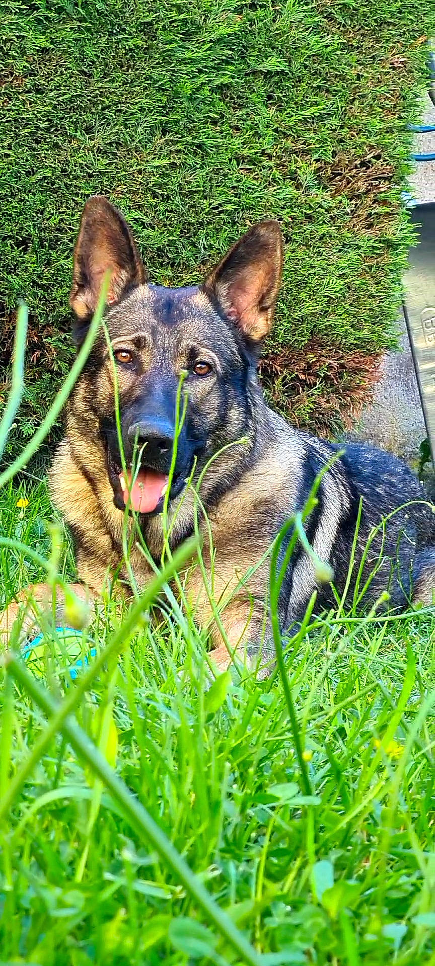 Packo a rejoint le concours — aidez-le/la à gagner de superbes lots ! art, carnivore, collar, dog, dog_breed, east_european_shepherd, fawn, german_shepherd_dog, grass, groundcover, herding_dog, old_german_shepherd_dog, plant, snout, sporting_group, terrestrial_animal, whiskers, wildlife, working_animal, working_dog