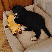Adès a rejoint le concours — aidez-le/la à gagner de superbes lots ! puppy, dog, bed, stuffed_toy, indoor, floor_tiles, wooden_door, wall, black_and_white, cozy, pet, animal, cute, resting, toy, furniture, home, relaxing, domestic, young_dog