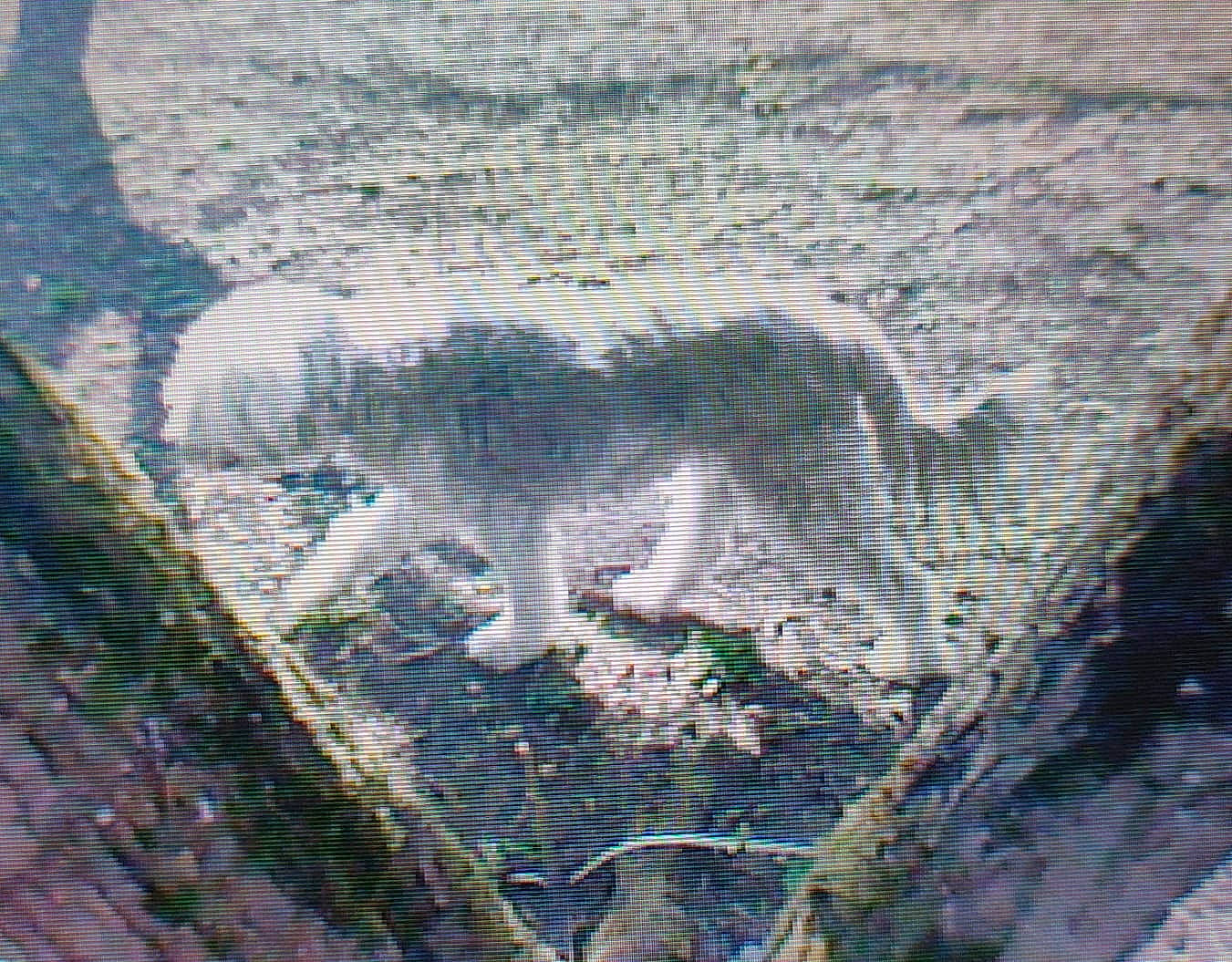 Frimousse a rejoint le concours — aidez-le/la à gagner de superbes lots ! art, asphalt, flooring, grass, illustration, landscape, linens, pattern, plant, reflection, road_surface, rock, shadow, sidewalk, soil, tail, tree, visual_arts, wing, wood