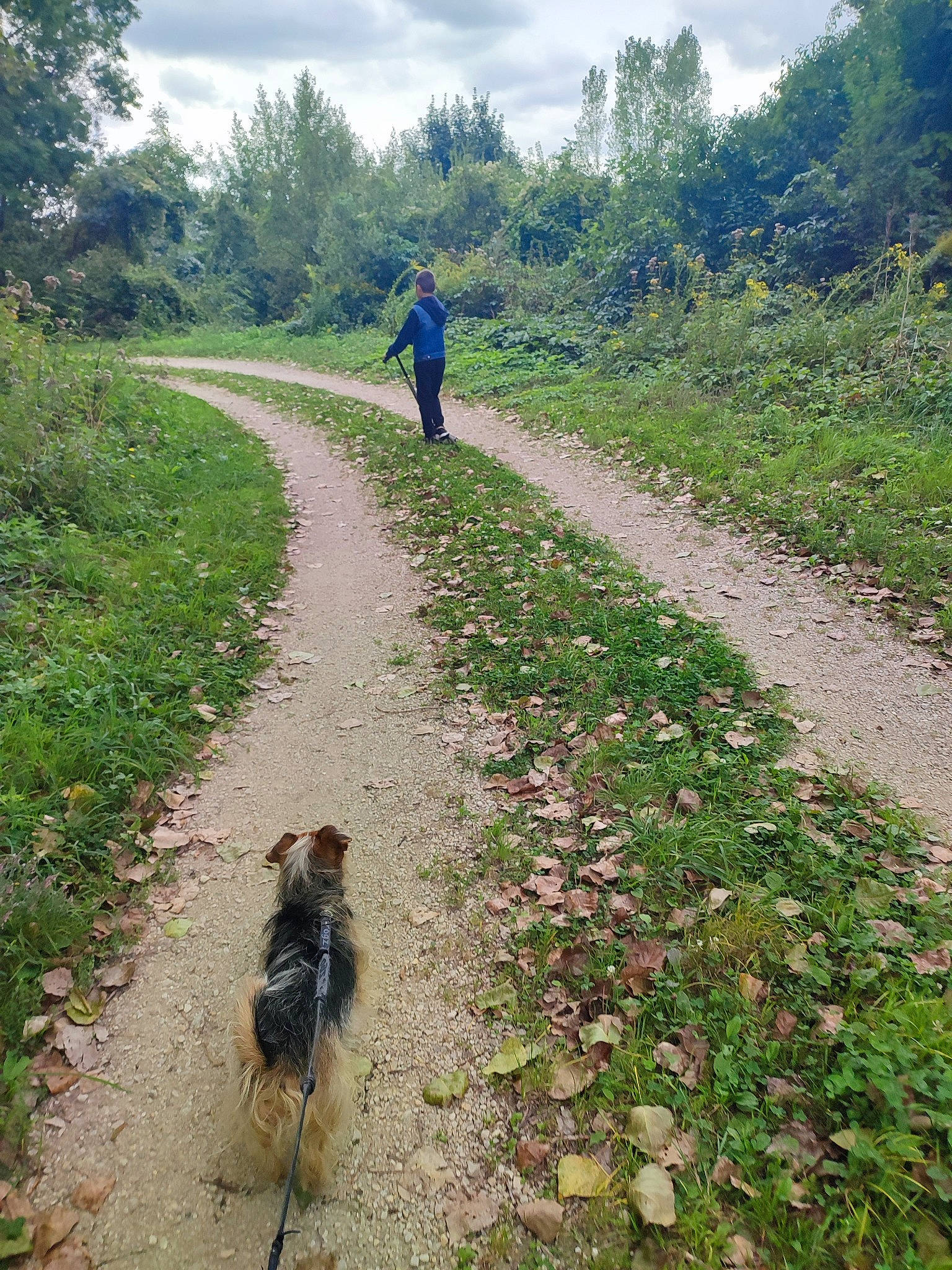 Olaf participe au concours pour gagner de l'argent avec cette photo : carnivore, cloud, dirt_road, dog, dog_breed, grass, groundcover, natural_landscape, path, people_in_nature, plant, plant_community, road, shrub, sky, soil, thoroughfare, trail, tree, walking