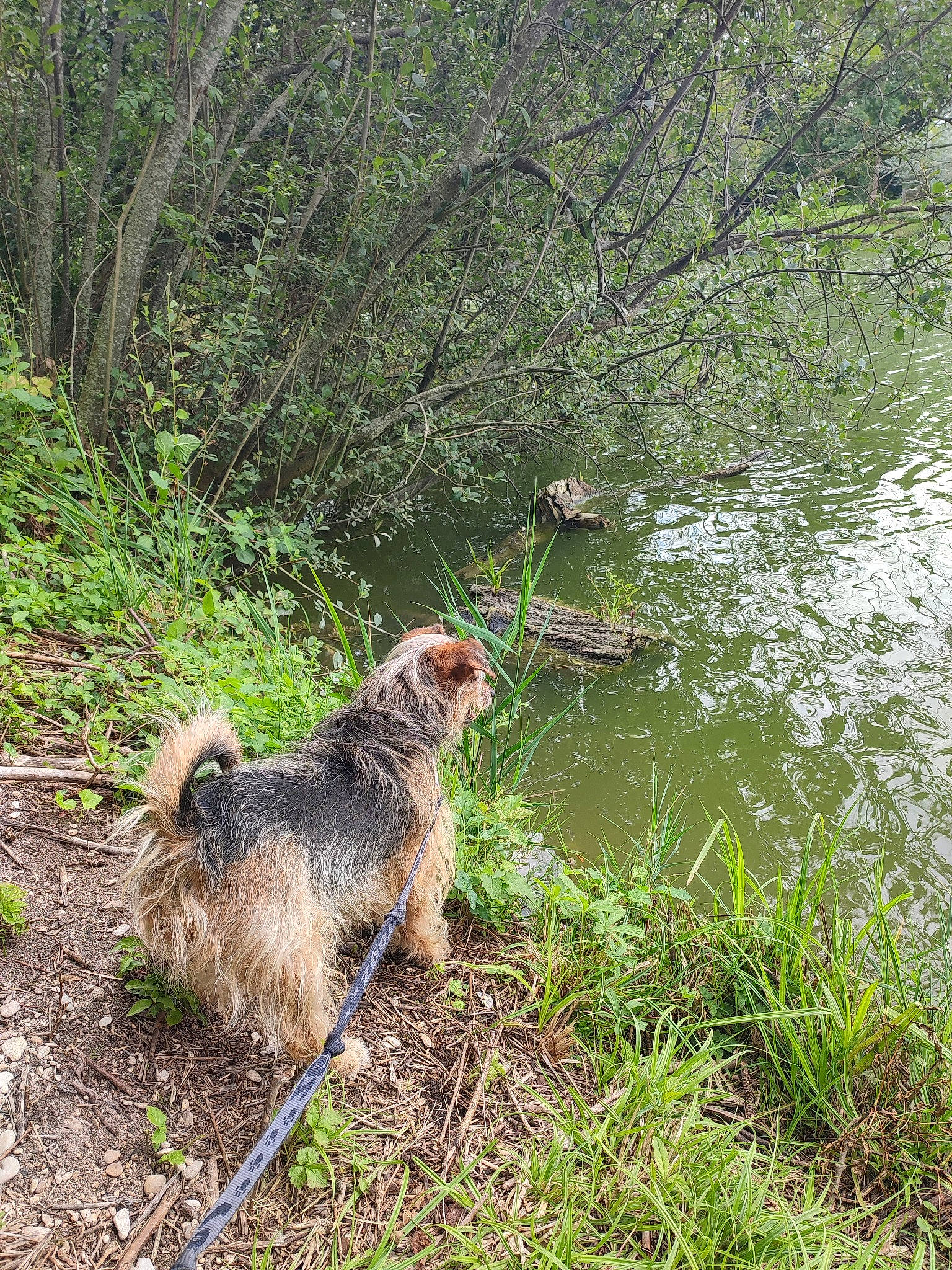 Olaf a rejoint le concours — aidez-le/la à gagner de superbes lots ! canidae, carnivore, dog, dog_breed, fawn, forest, grass, groundhog, hoary_marmot, lake, plant, riparian_zone, sporting_group, tail, terrestrial_animal, terrier, tree, vegetation, water, wildlife