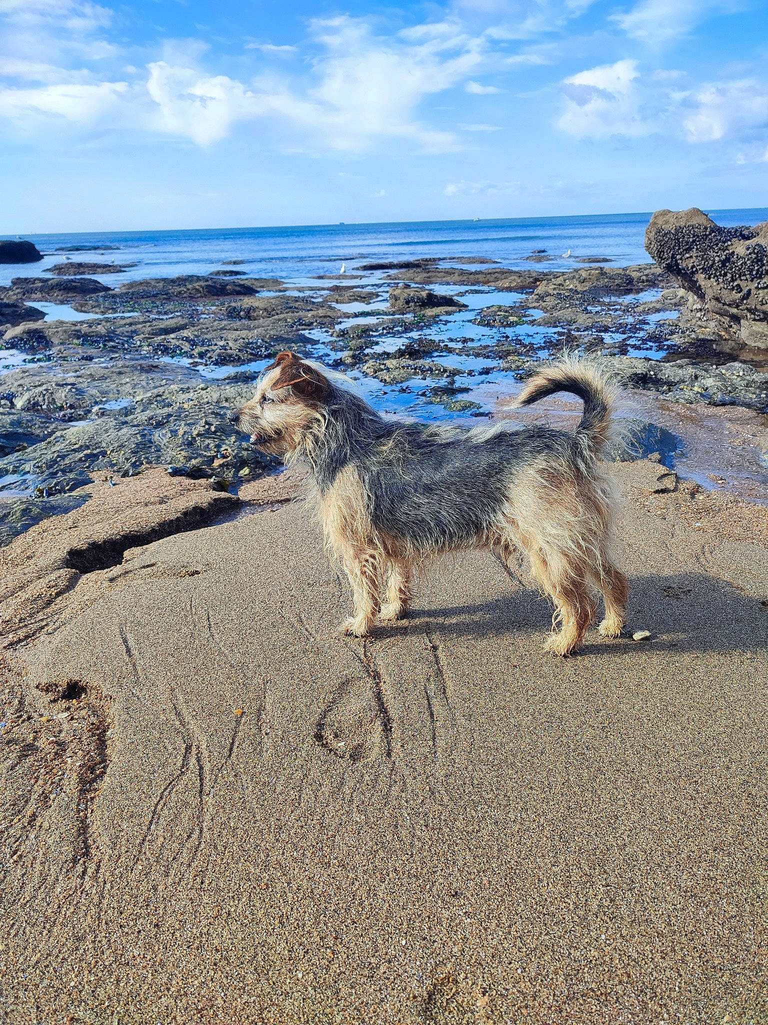 Olaf a rejoint le concours — aidez-le/la à gagner de superbes lots ! beach, carnivore, cloud, dog, dog_breed, electric_blue, fawn, headland, horizon, landscape, ocean, rock, sand, sky, soil, tail, water, wave, wind_wave, wood