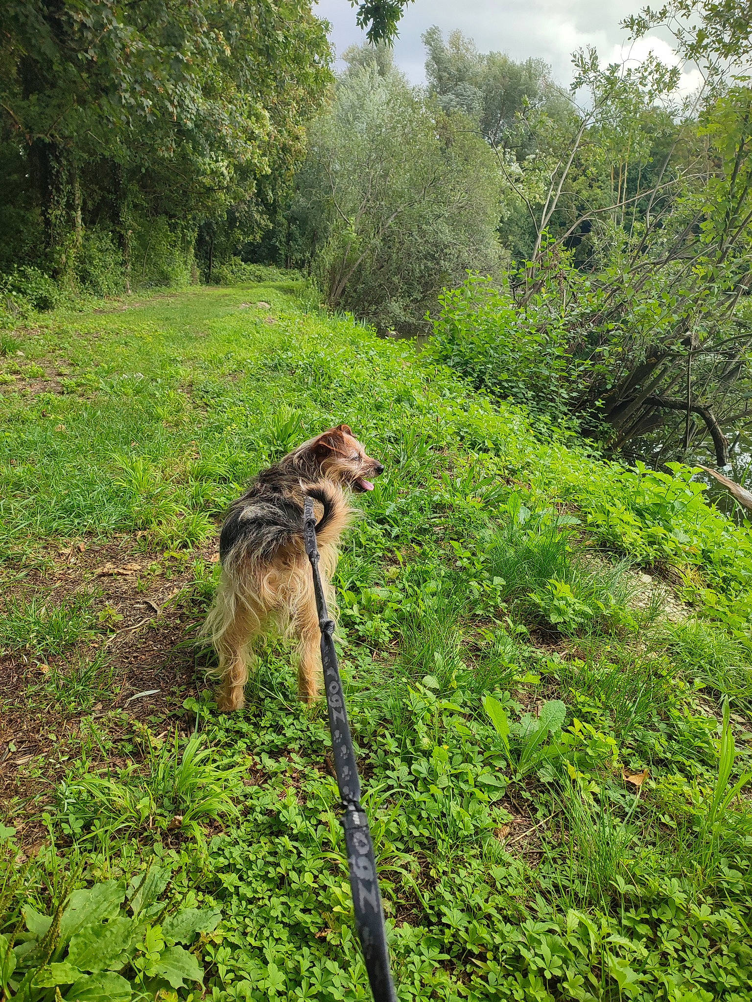Olaf participe au concours pour gagner de l'argent avec cette photo : canidae, carnivore, dog, dog_breed, forest, grass, grassland, groundcover, jungle, natural_landscape, plant, plant_community, shrub, sky, sporting_group, tail, terrestrial_animal, terrestrial_plant, tree, working_animal