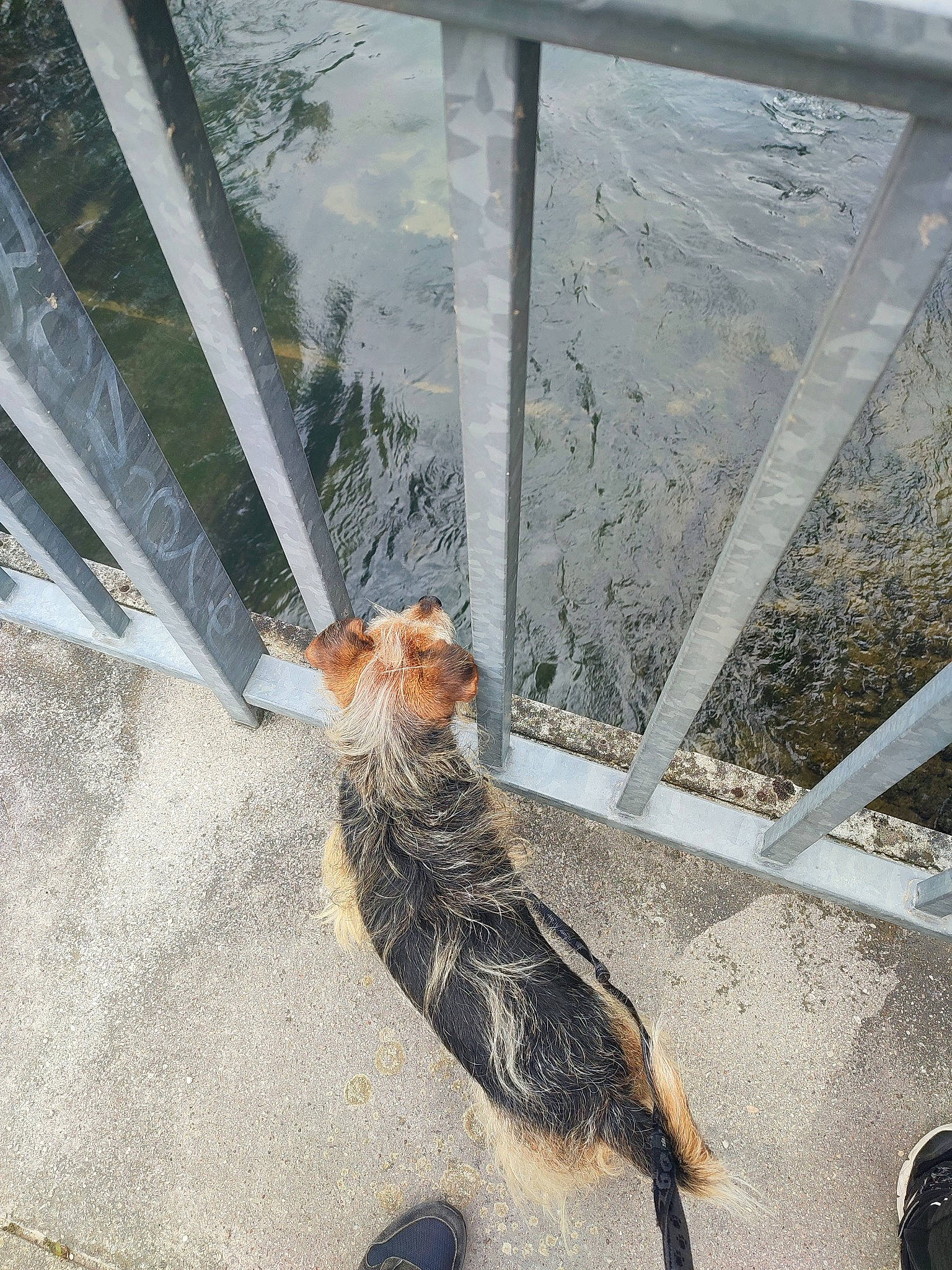 Olaf participe au concours pour gagner de l'argent avec cette photo : carnivore, cat, domestic_short_haired_cat, fawn, felidae, flowerpot, fur, glass, line, metal, plant, road_surface, shadow, sidewalk, small_to_medium_sized_cats, tail, terrestrial_animal, whiskers, wire, wood