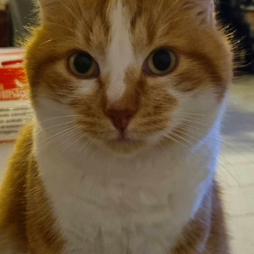 Roocky a rejoint le concours — aidez-le/la à gagner de superbes lots ! animal, background, cat, close_up, cozy, curious, domestic, ears, eyes, feline, floor, fur, household, indoor, orange_cat, pet, portrait, sitting, whiskers, white_cat