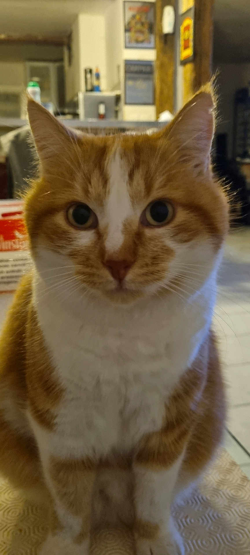 Roocky a rejoint le concours — aidez-le/la à gagner de superbes lots ! cat, orange_cat, white_cat, indoor, close_up, pet, animal, feline, curious, sitting, floor, whiskers, ears, eyes, fur, household, cozy, background, domestic, portrait