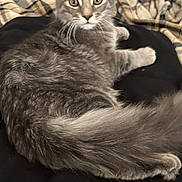 Eli Steele is registered to the contest to win money with this photo: cat, gray_tabby, pet, animal, fur, whiskers, bedroom, blanket, indoor, curious, relaxed, feline, tail, ears, eyes, cozy, domestic, lying_down, soft, comfort