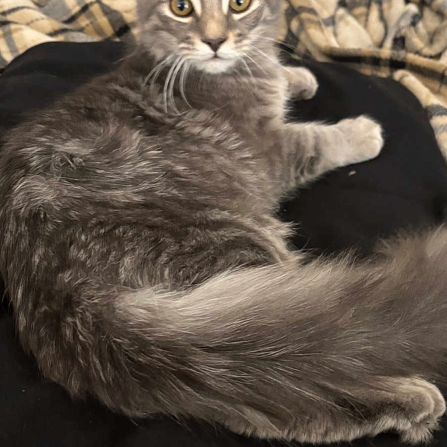 Eli Steele is registered to the contest to win money with this photo: animal, bedroom, blanket, cat, comfort, cozy, curious, domestic, ears, eyes, feline, fur, gray_tabby, indoor, lying_down, pet, relaxed, soft, tail, whiskers