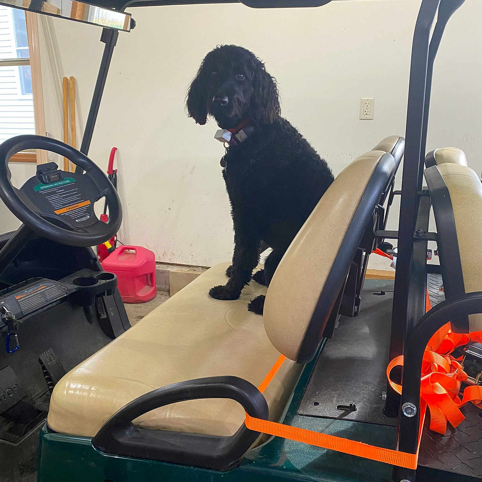 Fiona joined the competition — help win amazing prizes! auto_part, automotive_design, automotive_exterior, automotive_tire, automotive_wheel_system, carnivore, companion_dog, dog, dog_breed, gas, hood, machine, mode_of_transport, motor_vehicle, sporting_group, steering_wheel, vehicle, vehicle_door, windscreen_wiper, windshield