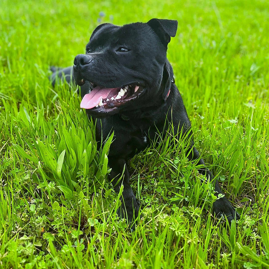 Taïcco participe au concours pour gagner de l'argent avec cette photo : animal, ball, boxer, bulldog, canine, dog, field, grass, grassland, labradorretriever, lawn, nature, outdoors, pet, pitbull, plant, puppy, sport, tennis, tennisball