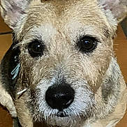 Gus participe au concours pour gagner de l'argent avec cette photo : animal, brown, canine, close_up, curious, dog, domestic, ears, eyes, face, friendly, fur, indoor, looking, muzzle, nose, pet, portrait, whiskers, white
