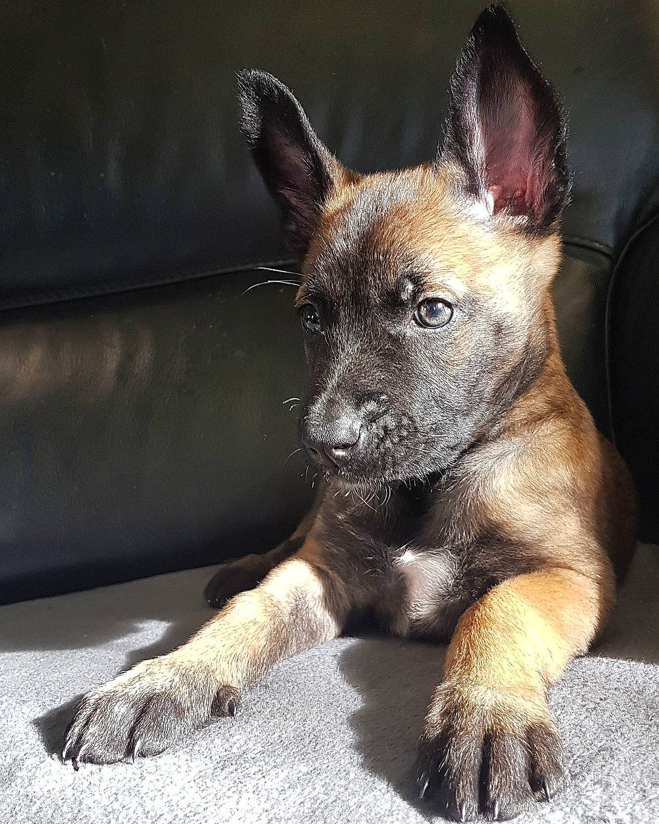 Taily a rejoint le concours — aidez-le/la à gagner de superbes lots ! canidae, carnivore, companion_dog, couch, dog, dog_breed, fawn, fur, sleeper_chair, snout, sporting_group, terrestrial_animal, whiskers, working_dog