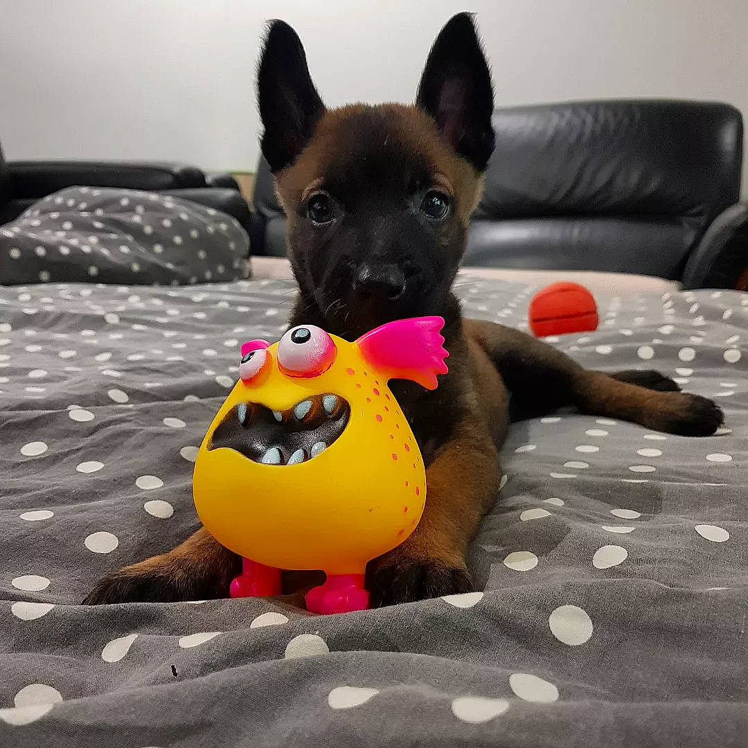 Taily a rejoint le concours — aidez-le/la à gagner de superbes lots ! bath_toy, canidae, carnivore, comfort, companion_dog, dog, dog_bed, dog_breed, dog_supply, dog_toy, fawn, pet_supply, remote_control, snout, sporting_group, tail, toy, toy_dog, whiskers, working_animal