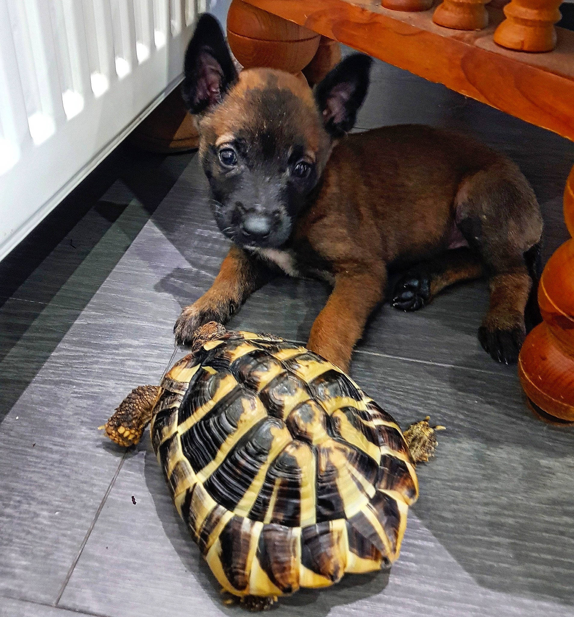 Taily participe au concours pour gagner de l'argent avec cette photo : carnivore, companion_dog, dog, dog_breed, flooring, fur, geoemydidae, hardwood, metal, non_sporting_group, paw, pond_turtle, reptile, tail, terrestrial_animal, tortoise, toy_dog, whiskers, wood, working_animal