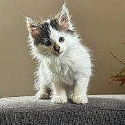 Cash is registered to the contest to win money with this photo: adorable, animal, cat, closeup, curious, cute, ears, feline, fluffy, fur, gray, indoor, kitten, paws, pet, standing, texture, whiskers, white, young