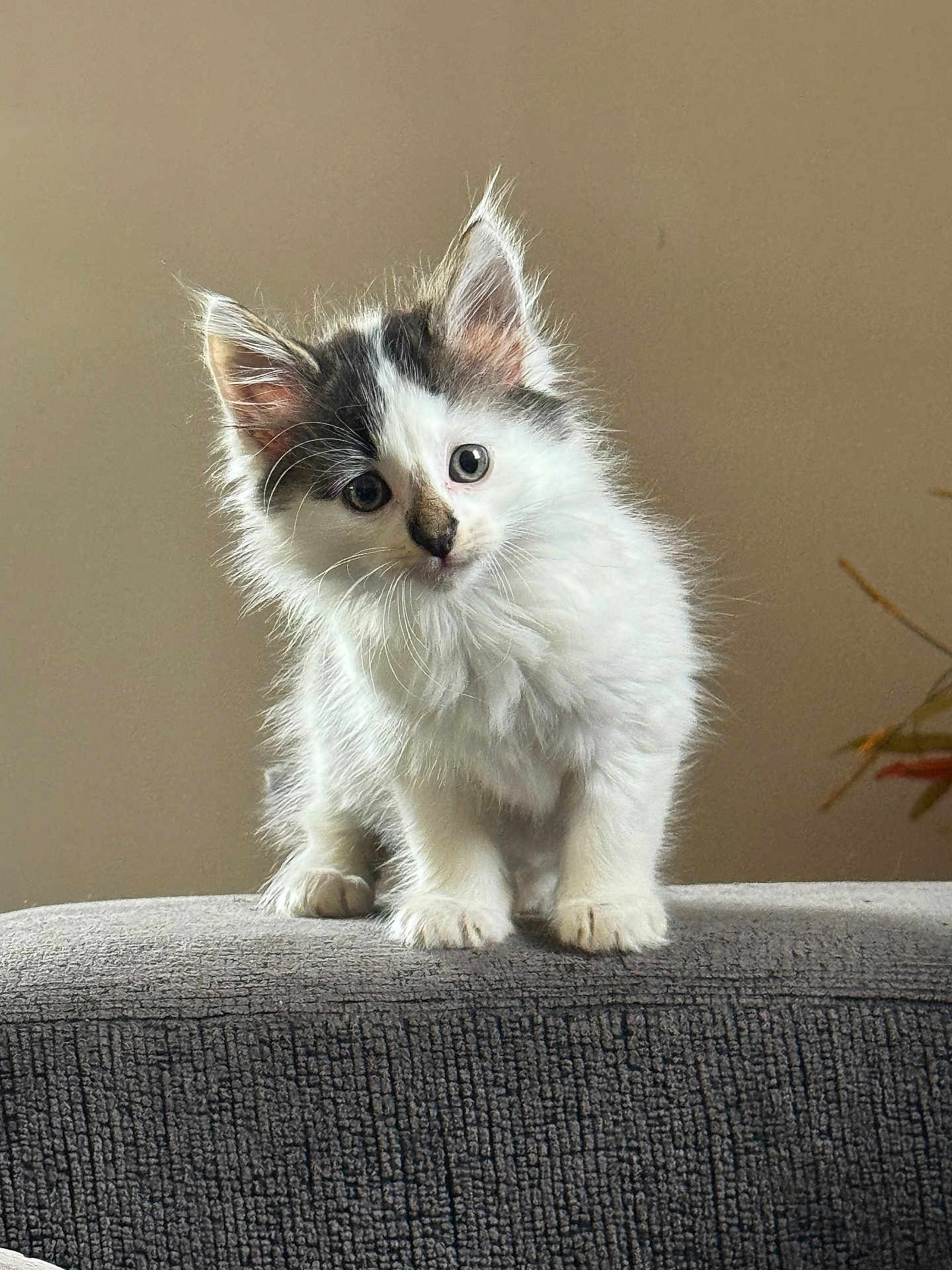 Cash is registered to the contest to win money with this photo: adorable, animal, cat, closeup, curious, cute, ears, feline, fluffy, fur, gray, indoor, kitten, paws, pet, standing, texture, whiskers, white, young