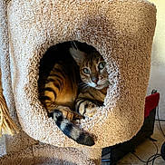 Lucy is registered to the contest to win money with this photo: animal, bengal_cat, carpet, cat, cat_tree, cozy, cubbyhole, curious, feline, fur, green_eyes, home, indoor, paws, pet, pet_furniture, relaxed, resting, striped, whiskers
