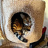 animal, bengal_cat, carpet, cat, cat_tree, cozy, cubbyhole, curious, feline, fur, green_eyes, home, indoor, paws, pet, pet_furniture, relaxed, resting, striped, whiskers