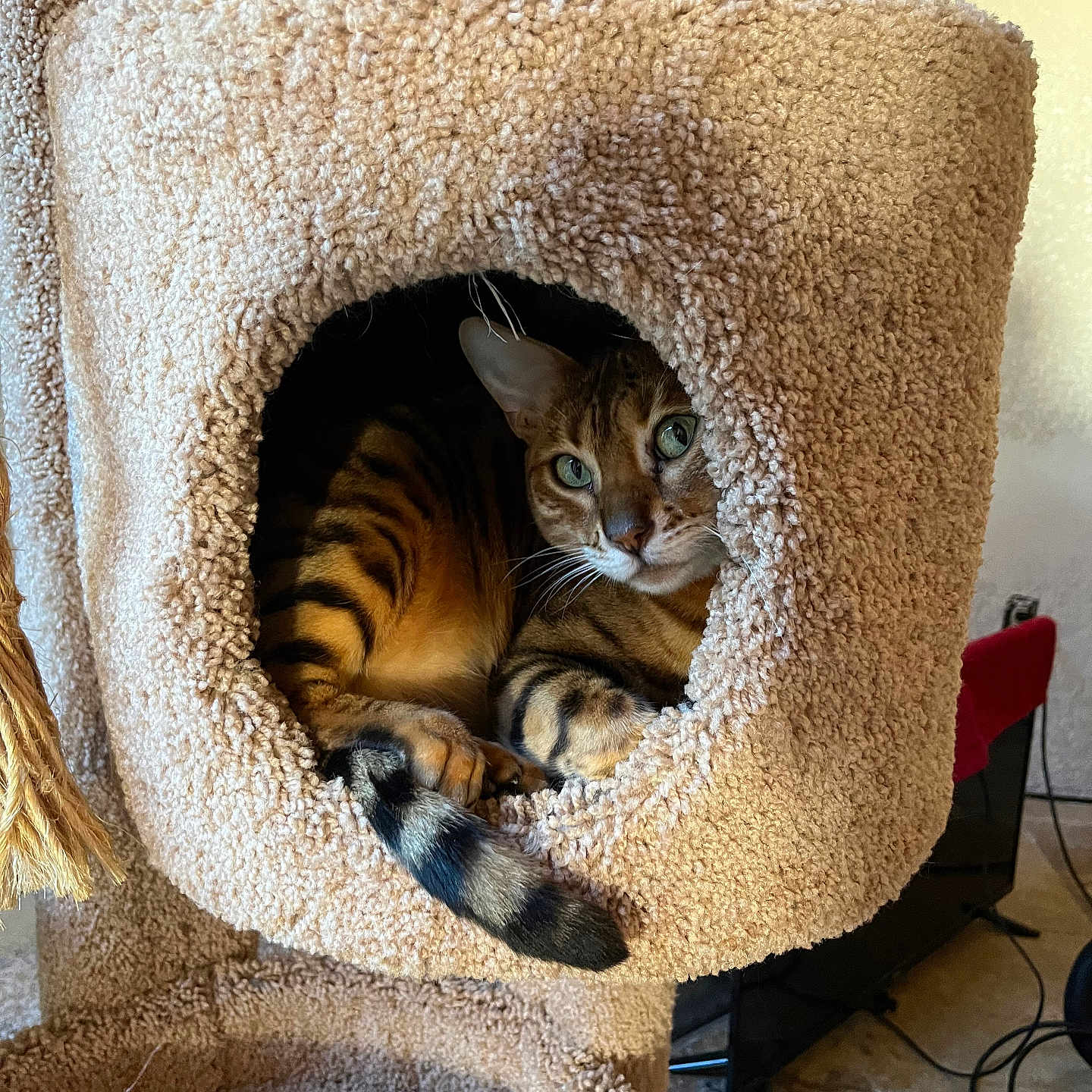 Lucy