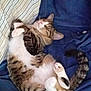 Cody is registered to the contest to win money with this photo: cat, tabby, sleeping, curled_up, blanket, pillow, striped, fur, pet, indoor, relaxed, cute, animal, whiskers, tail, cozy, resting, domestic_cat, soft, napping