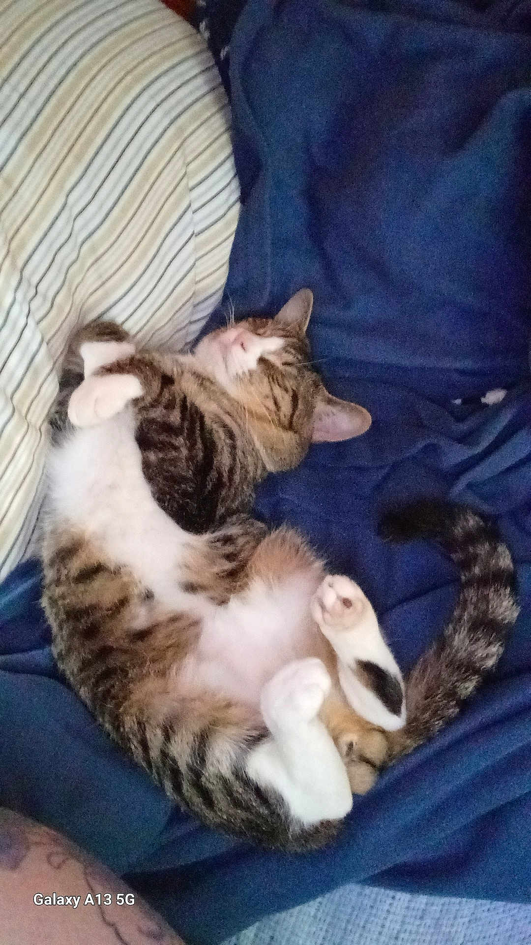 Cody is registered to the contest to win money with this photo: cat, tabby, sleeping, curled_up, blanket, pillow, striped, fur, pet, indoor, relaxed, cute, animal, whiskers, tail, cozy, resting, domestic_cat, soft, napping