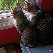 Cody is registered to the contest to win money with this photo: cat, tabby_cat, window, indoor, greenery, plastic_container, side_by_side, looking_out, feline, pets, domestic_cat, curious, pair, animal, whiskers, ears, fur, home, quiet, companions