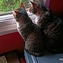 cat, tabby_cat, window, indoor, greenery, plastic_container, side_by_side, looking_out, feline, pets, domestic_cat, curious, pair, animal, whiskers, ears, fur, home, quiet, companions
