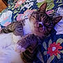 Cody is registered to the contest to win money with this photo: cat, tabby, sleeping, paws, quilt, floral_pattern, bedroom, glasses, indoor, cozy, resting, pet, cute, feline, fur, whiskers, relaxed, home, comfort, animal
