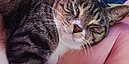 Max is registered to the contest to win money with this photo: cat, tabby_cat, pet, animal, sleepy, arm, human, skin, glasses, floral_pattern, blanket, indoor, resting, closeup, whiskers, feline, striped, comfort, relaxation, nap
