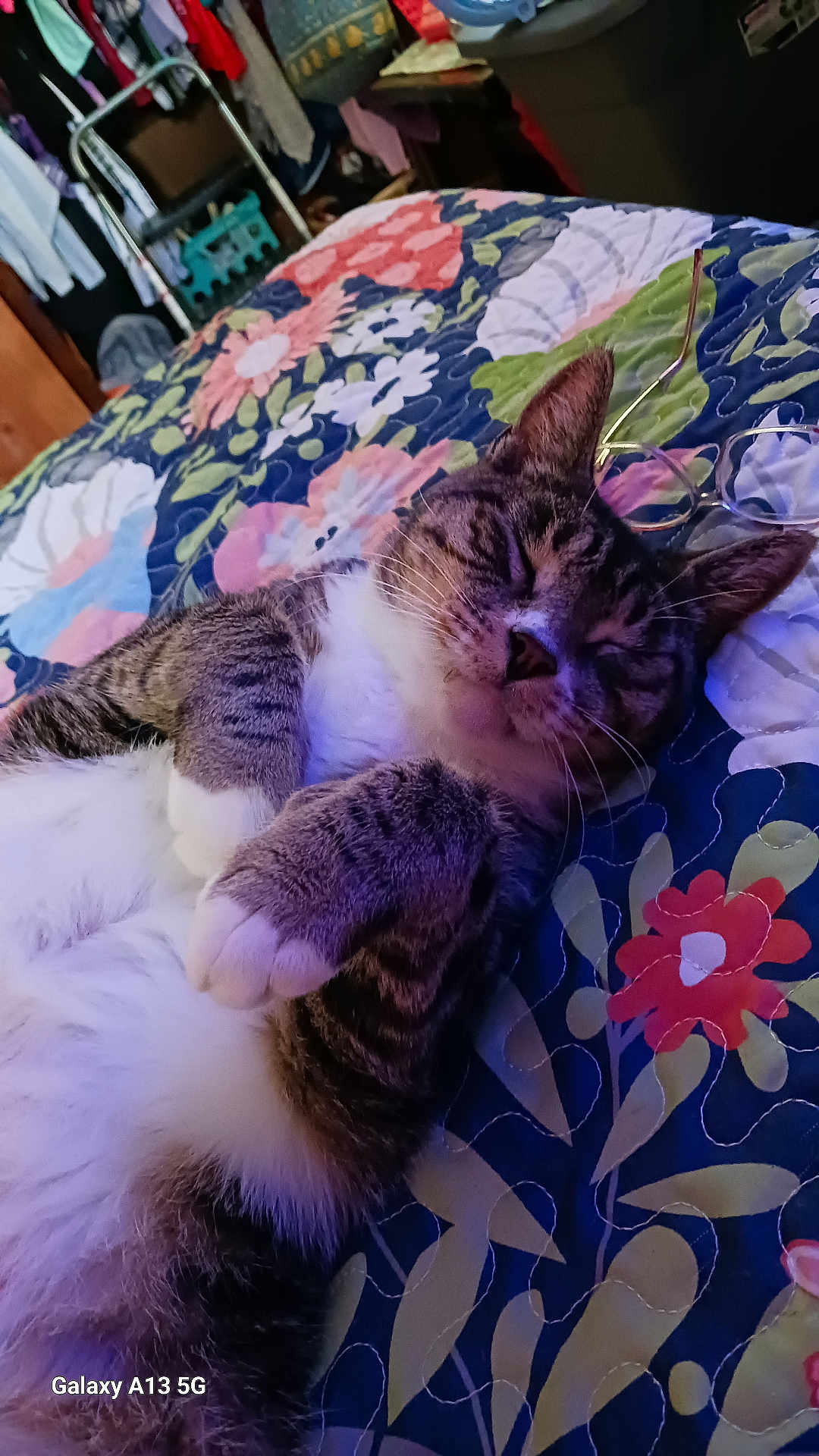 Max is registered to the contest to win money with this photo: cat, tabby, sleeping, paws, quilt, floral_pattern, bedroom, glasses, indoor, cozy, resting, pet, cute, feline, fur, whiskers, relaxed, home, comfort, animal