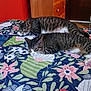 Max is registered to the contest to win money with this photo: cat, tabby_cat, sleeping, bed, quilt, floral_pattern, furniture, dresser, wood, indoor, cozy, resting, pet, animal, striped, two_animals, relaxation, domestic, comfort, room