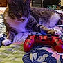 Max joined the competition — help win amazing prizes! cat, tabby, gaming_controller, bedspread, quilt, striped, indoor, pet, relaxed, paw, feline, animal, controller, colorful, furniture, drawer, clothing, room, home, resting