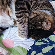Max joined the competition — help win amazing prizes! cat, tabby, sleeping, paw, bed, quilt, floral_pattern, indoor, feline, pet, cute, resting, striped, cozy, animal, domestic, fur, mammal, relaxation, home
