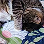 cat, tabby, sleeping, paw, bed, quilt, floral_pattern, indoor, feline, pet, cute, resting, striped, cozy, animal, domestic, fur, mammal, relaxation, home