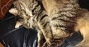 Petunia joined the competition — help win amazing prizes! cat, tabby_cat, fluffy, sleeping, curled_up, fur, whiskers, paws, tail, indoor, leather_chair, black_chair, wooden_floor, home, cozy, pet, relaxed, nap, striped_fur, animal_portrait