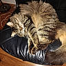 cat, tabby_cat, fluffy, sleeping, curled_up, fur, whiskers, paws, tail, indoor, leather_chair, black_chair, wooden_floor, home, cozy, pet, relaxed, nap, striped_fur, animal_portrait