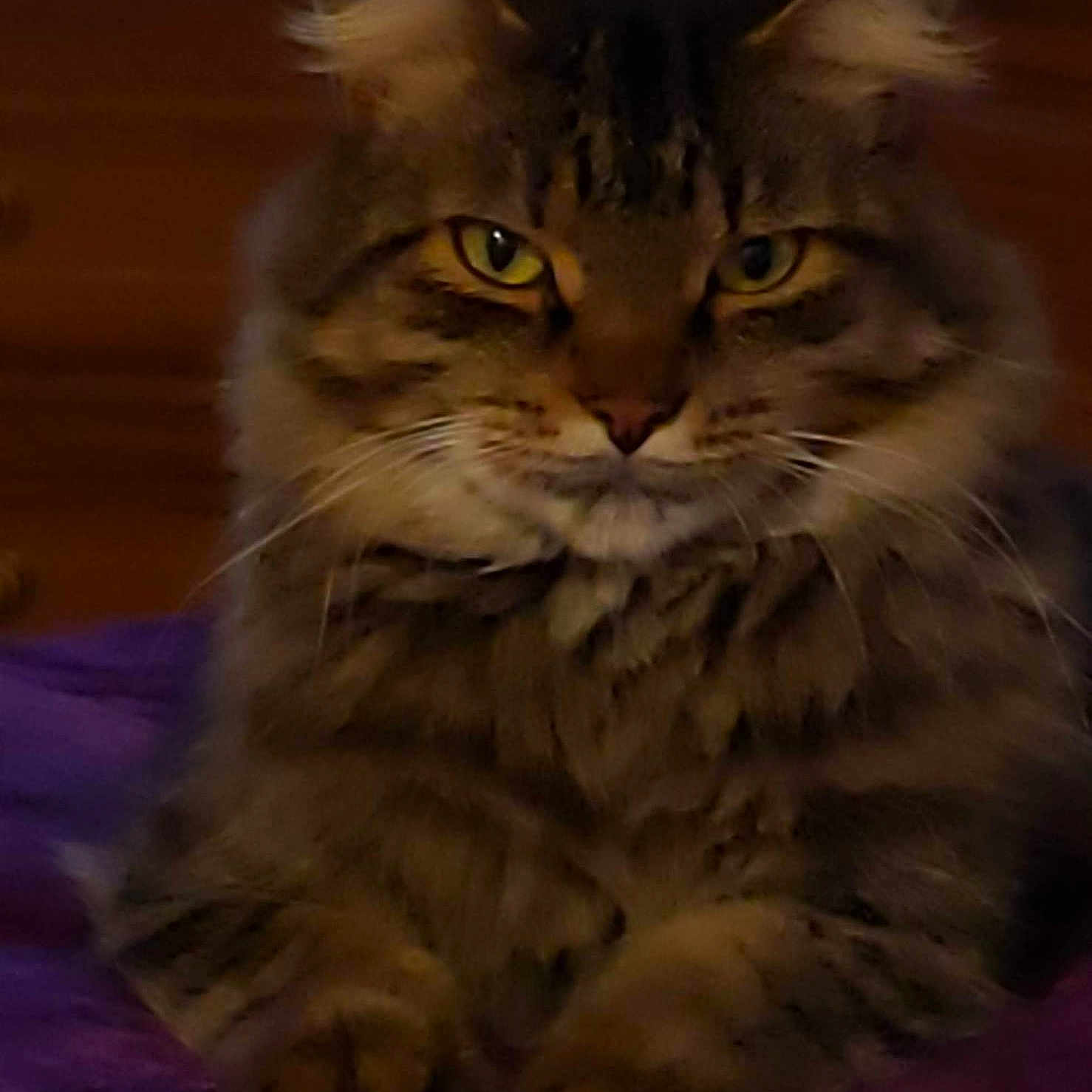 Petunia