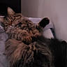 Petunia is registered to the contest to win money with this photo: cat, tabby_cat, fluffy, long_hair, pet, animal, feline, lying_down, bed, bedding, bedroom, indoor, portrait, relaxed, brown, striped, tail, paws, whiskers, photography